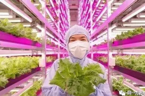 LED植物生长灯，作物优质高产的保障！