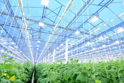 同一方 | 浅谈植物照明市场现状与需求