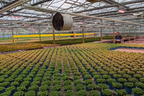 LED在植物照明中的应用一之植物光合作用